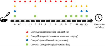 Glutamate Chemical Exchange Saturation Transfer (GluCEST) Magnetic Resonance Imaging of Rat Brain With Acute Carbon Monoxide Poisoning